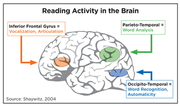brain reading-activity Reading Brain Activity